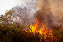 Aguascalientes en el top 10 de estados con más superficie afectada por incendios