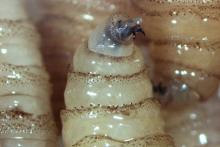 Alertan veterinarios por posible caso de gusano barrenador; aún sin casos confirmados en el estado