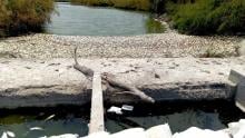 Reportan muerte masiva de peces en límites de Veracruz y Tamaulipas; señalan alteración por apertura de compuertas