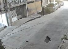 Restos  de Cumbres fueron manipulados por policías estatales y eran de animal: SSPMA 