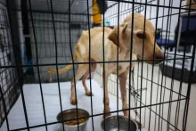 Sacrificios animales 