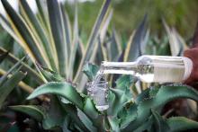 Tras obtener denominación de origen, Aguascalientes promocionará ruta del mezcal