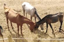 Maltrato animal en contra de equinos 