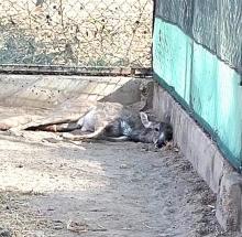 Venado de cola blanca 