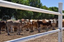 Rastros listos para identificar ganado con gusano barrenador; señalan que no se sacrificará 