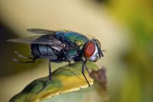Aguascalientes sin posibilidad de introducir mosca estéril contra gusano barrenador