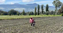 sector agropecuario