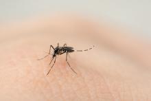 Confirma ISSEA tercer caso de dengue, todos identificados en fraccionamiento España 