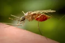 Reportan un caso de malaria en Jalisco