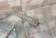 POSESIÓN ILEGAL DE FAUNA SILVESTRE