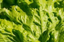Lechuga iceberg 