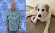 El animal de raza Gran Pirineo fue asegurado y trasladado al antirrábico para mantenerlo en observación
