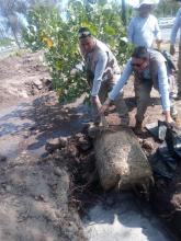 Plantan 100 árboles como parte de la reforestación en José María Chávez