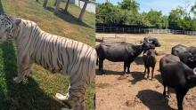 Decomisan 130 animales exóticos en un rancho de Tamaulipas en operativo contra "huachicol"