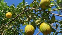 Cinco niños se intoxican en Campeche por comer toronjas de un árbol recién fumigado