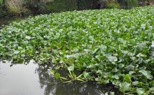lirio acuático