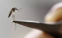 producción del mosquito estéril