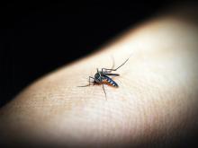 Confirma ISSEA fallecimiento por dengue; paciente se automedicó y tuvo diagnóstico erróneo