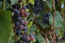 Ante reestructura en compras, productores de uva para vino comienzan a cultivar ciruela roja