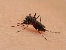 Dengue incrementó en 362% en el último mes; Aguascalientes supera los 200 casos 