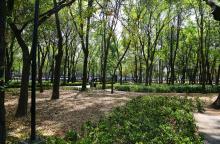 Bosque de Chapultepec 