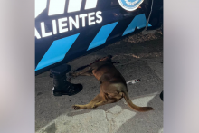 Canelo 