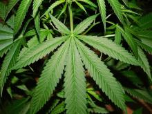 Marihuana 