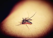 Mosquito del dengue 