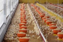 Aguascalientes, segundo lugar nacional en producción de carne de pollo