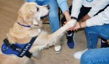 terapia asistida con animales