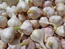 Aduanas sin filtros aquejan a productores de ajo en Aguascalientes; sólo quedan 15 en la entidad