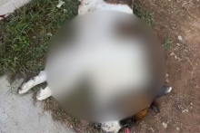 Perrita asesinada 