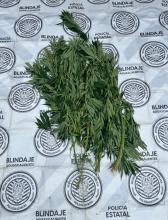 marihuana 