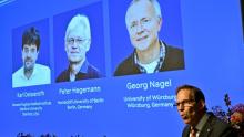 Otorgan el Nobel de la Medicina a científicos por sus avances en la neurociencia y el estudio del cerebro