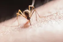 Repuntan casos de dengue en Aguascalientes; aumentan 900% respecto al año pasado 