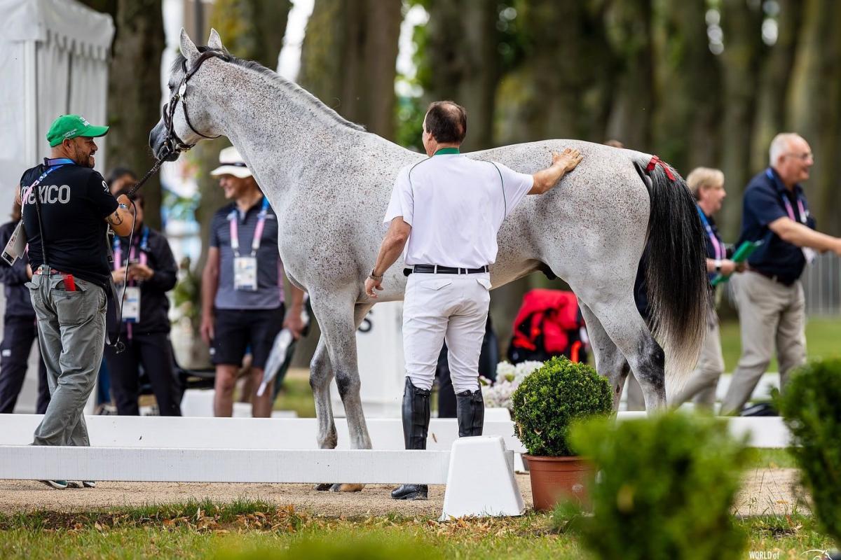 Retrato de un caballo negro en equipo de equitación sobre un fondo